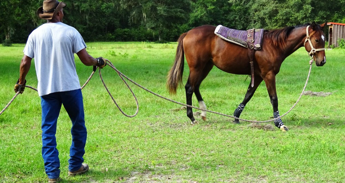 bhsIreland.com – Popular Horse Breeds In The World